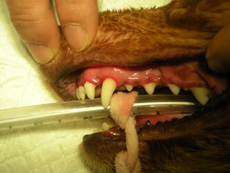 犬の歯石除去後（中等度）
