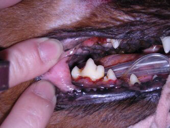 犬の歯石除去後（重度）